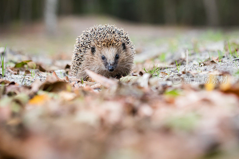 欧洲刺猬(Erinaceus europaeus)